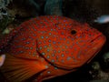 Coral Hind Grouper cephalopholis miniata