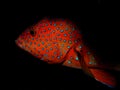 Coral Hind Grouper cephalopholis miniata