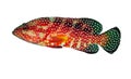 Coral hind grouper Royalty Free Stock Photo