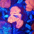 Coral invertebrate reef organism underwater animal flower jellyfish blue