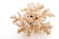 Coral isolated Royalty Free Stock Photo