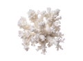 Coral isolated on a white background Royalty Free Stock Photo