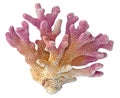 Coral isolated on white Royalty Free Stock Photo
