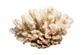 Coral isolated white Royalty Free Stock Photo