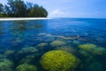 Coral in Koh Matsum. Royalty Free Stock Photo