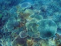 Coral landscape of assortment of plate corals underwater in great Keppel island,Queensland,Australia Royalty Free Stock Photo