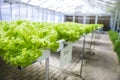 Coral lettuce farming in green house, fresh organic vegetable garden in Thailand