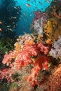 Coral life diving Indonesia Sea Ocean