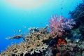 Coral life diving Pacific Ocea