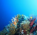 Coral life diving Pacific Ocea