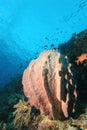 Coral life diving Pacific Ocea