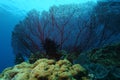 Coral life diving Pacific Ocea