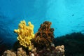 Coral life diving Pacific Ocea