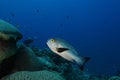 Coral life diving Pacific Ocea