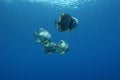 Coral life diving Pacific Ocea