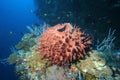 Coral life diving Pacific Ocea