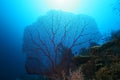 Coral life diving Pacific Ocea