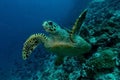 Coral life underwater diving safari Caribbean Sea