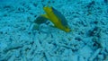 Fish and sea snake caribbean sea underwater 1080P video