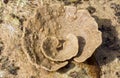 Coral like flower in low tide, indonesia