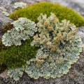 With coral-like formations and cup-shaped apothecia, indicating Royalty Free Stock Photo