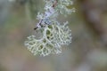 Coral like lichen