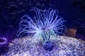 A coral-like neon glowing aquatic plant anemone flower . Long blue , green , and purple tentacles in the water . Sea life museum