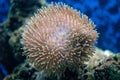Coral (Lobophyllia sp.) Royalty Free Stock Photo