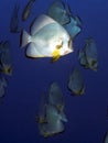 Coral Longfin spadefish Royalty Free Stock Photo