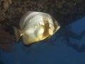 Coral Longfin spadefish Royalty Free Stock Photo