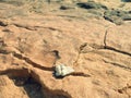 Coral lying on a wild beach (2) Royalty Free Stock Photo