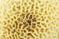 Coral macro