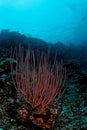 Coral - Maratua atoll Royalty Free Stock Photo