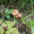 Coral milky cap