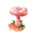 Coral milky cap mushroom watercolor hand-drawn illustration isolated object on white Royalty Free Stock Photo