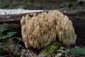 Coral mushroom Artomyces pyxidatus growing on the tree. Also known as crown coral or crown-tipped coral.