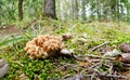 Coral mushroom in forest