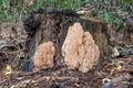 Coral mushroom (Hericium coralloides) growing on the old tree i