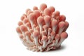 Coral Mushroom isolated on solid white background. ai generative