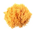 Coral mushroom Ramaria flava Changle Royalty Free Stock Photo