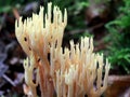Coral Mushroom - Ramaria sp.