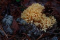 coral mushrooms