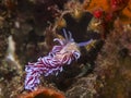 Coral nudibranch underwater or sea slug Royalty Free Stock Photo