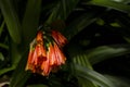 Orange clivia flowers Royalty Free Stock Photo