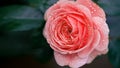 Coral orange roses flower  with water drops after rain in the garden Royalty Free Stock Photo