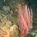 Coral - Orange strait sea whip