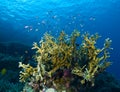 Coral Outcrop Royalty Free Stock Photo