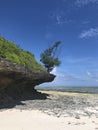 Coral outcrop eroded away by the ocean with a tree on the end