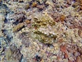 Coral and pencil urchins on a rock