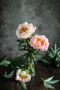 Coral peonies in a glass vase on a wooden table. Drops of water fall on the petals. Royalty Free Stock Photo